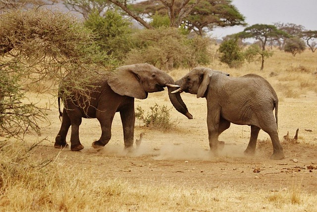 6 day family safari package in tanzania